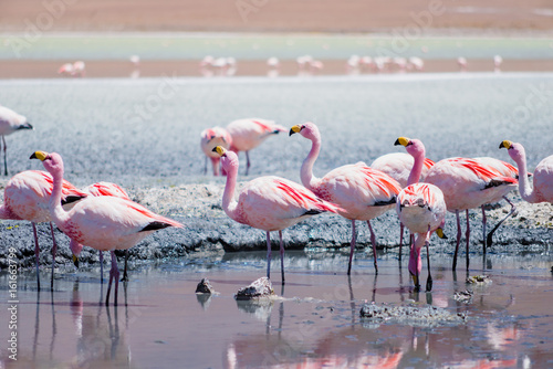 Hedionda lagoon is located in the south west of Bolivia, not far from the Chilean border, around the climate is very dry and arid and in these stretch of water it's normal to find a lot of flamingos