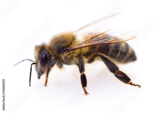 Honeybee on white. © Anatolii