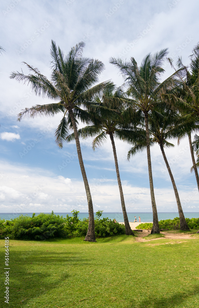 Fototapeta premium Palm trees frame the ocean near Poipu