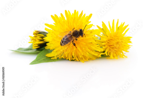 Fototapeta Naklejka Na Ścianę i Meble -  Honeybee and yellow flower