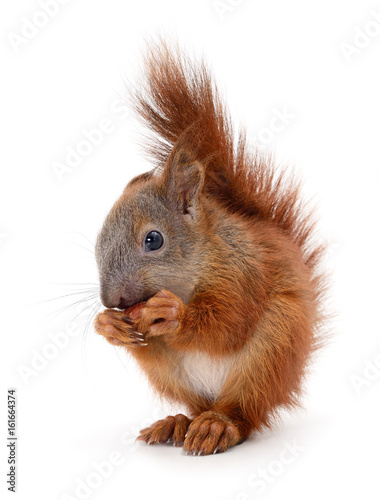 Photography Eurasian red squirrel.