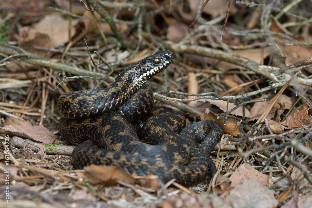 Fototapeta premium Adder (Vipera berus)/Common European Adder in leaf litter
