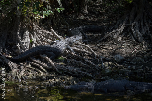 Alligators Resting, Big Cypress National Preserve, Florida © Dimitris Timpilis