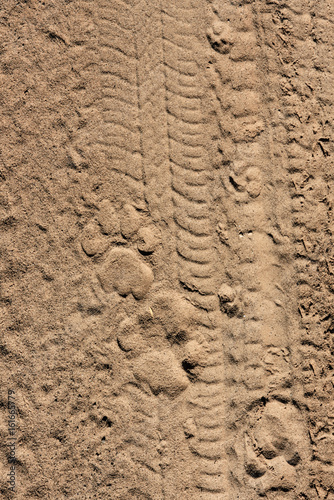 lions' footprints