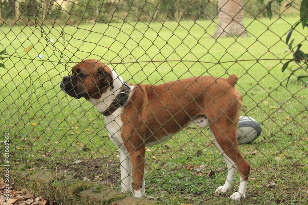 buldog buldog