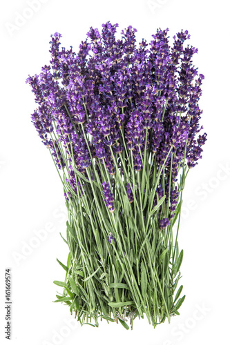 Lavender flowers isolated white background