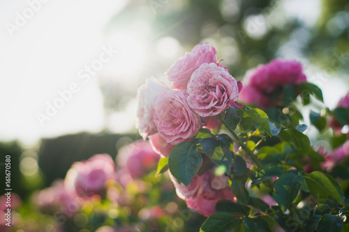 Brightly pink roses across from sunlight