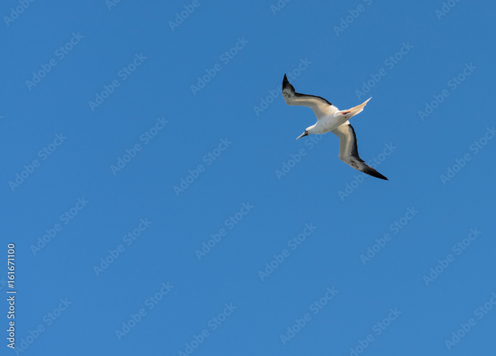 Red footed booby gull flying above Kilauea point Kauai Red footed booby gull flying above Kilauea point Kauai