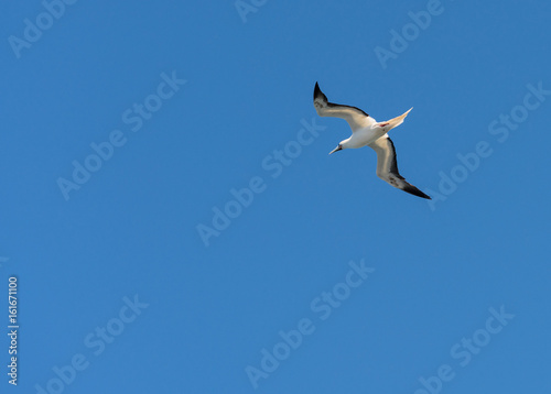 Red footed booby gull flying above Kilauea point Kauai