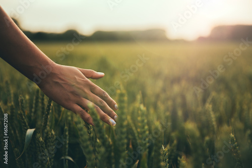 Female hand brushes barley in warm light  photo