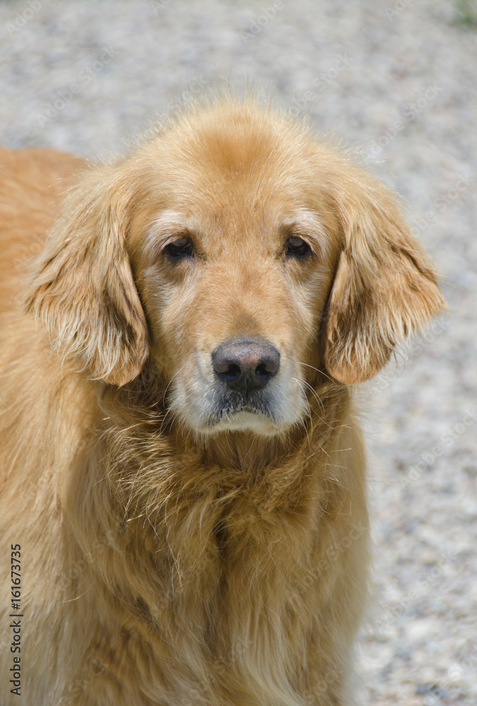 Golden Retriever Portrait