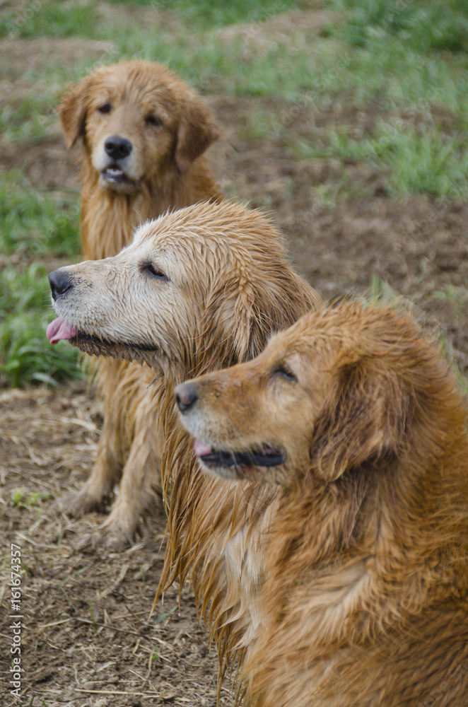 Three Wet Golden Retrievers