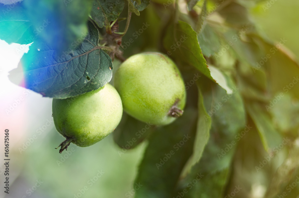 Green apples grow on apple tree branch with leaves under sunlight close-up. Ripe apples on the tree in nature/Apple growing on tree in garden.Apples on a branch Green apples grow on apple tree branch with leaves under sunlight close-up. Ripe apples on the tree in nature/Apple growing on tree in garden.Apples on a branch
