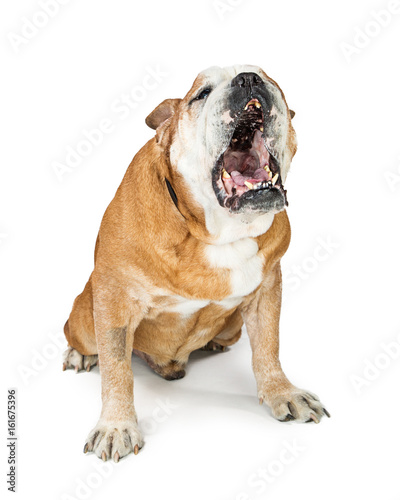 Big English Bulldog Breed Dog Barking