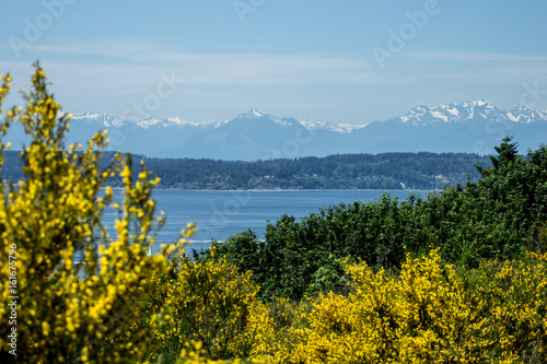 Flowery View of Elliott Bay from Discovery Park