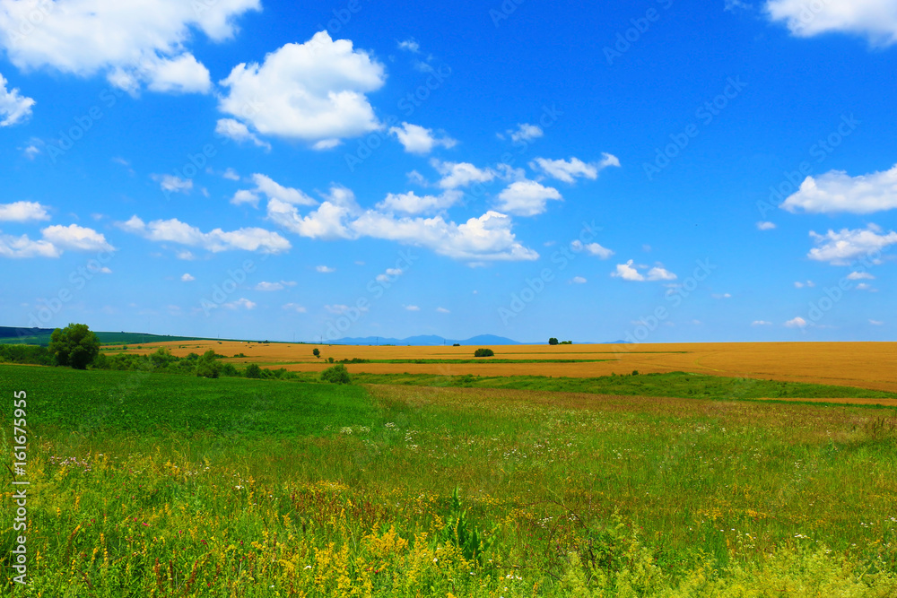 Beautiful unusual spring landscape with blooming herbs against the blue sky 