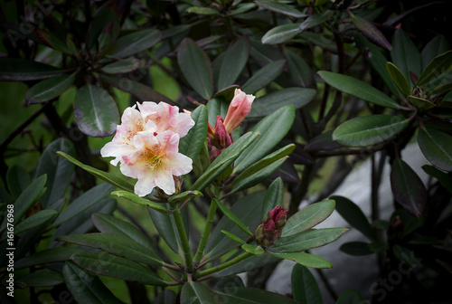 Rhododendron pink on the background of leaves