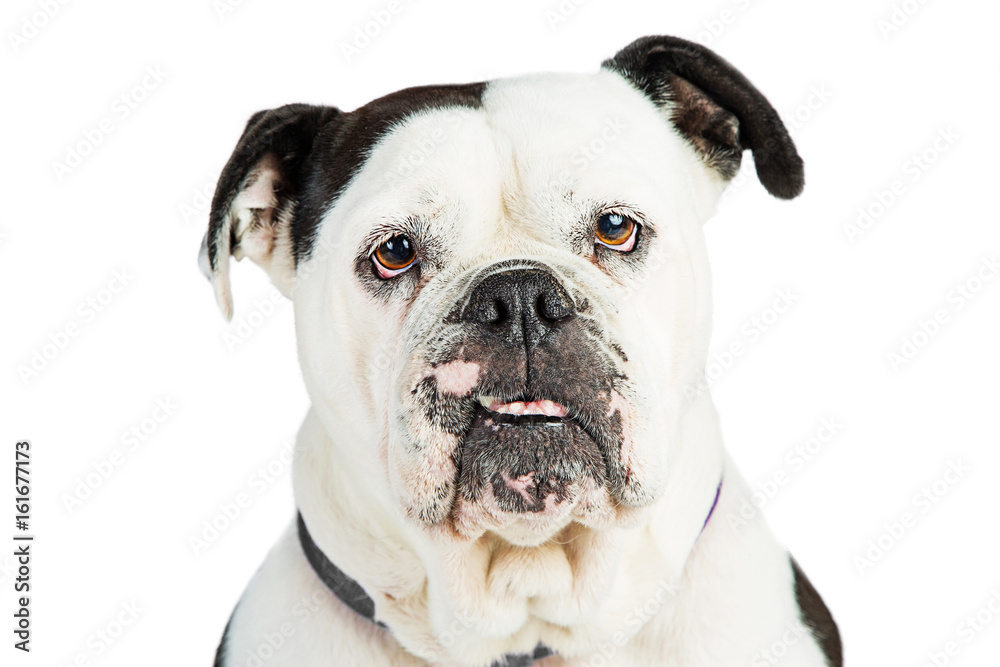 Closeup Bulldog Breed Dog Looking Into Camera