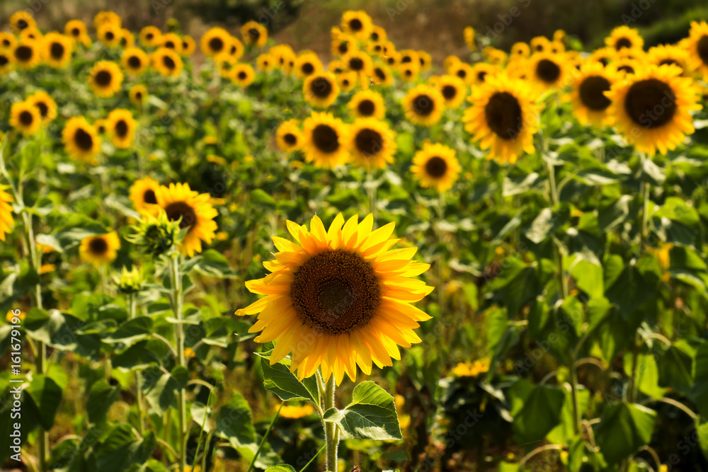 Sunflower field Sunflower field
