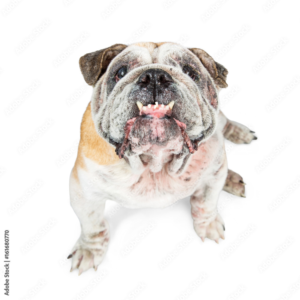 Funny English Bulldog Looking Up Teeth Out