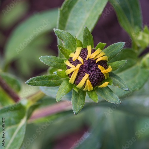 budding flower upclose