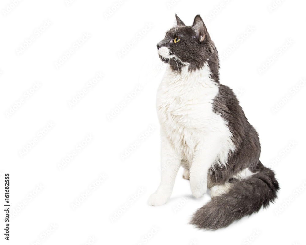Long-haired Cat Profile With Copy Space
