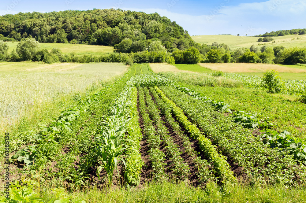 Agrarian green summer field