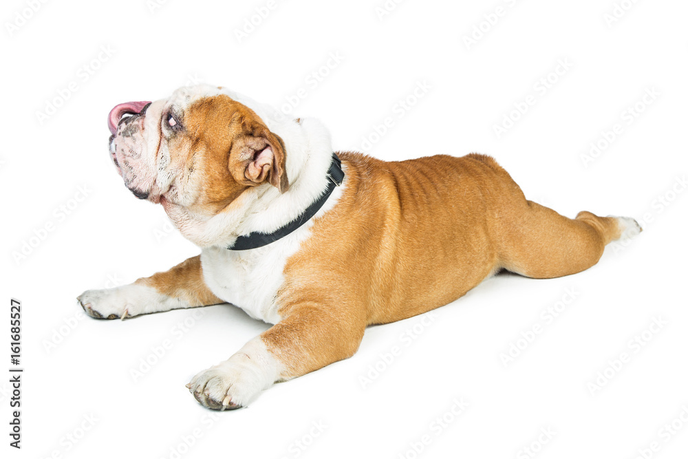 Profile Bulldog Lying Down Tongue Out