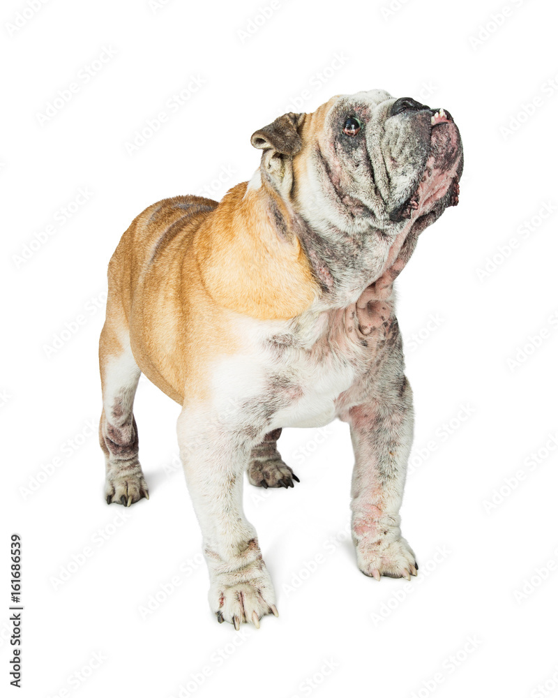Senior English Bulldog Dog Standing Looking Up Senior English Bulldog Dog Standing Looking Up