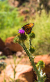 Butterfly and Purple Thistle