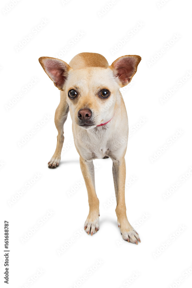 Yellow Short-Haired Chihuahua Dog