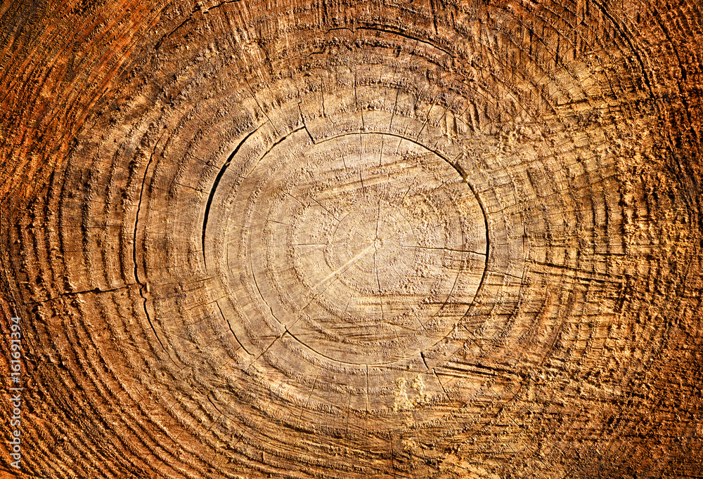 Naklejka premium Smooth cross section of brown tree stump slice. Annual rings on large piece of wood cut fresh from the forest with cracks and grain isolated on white.