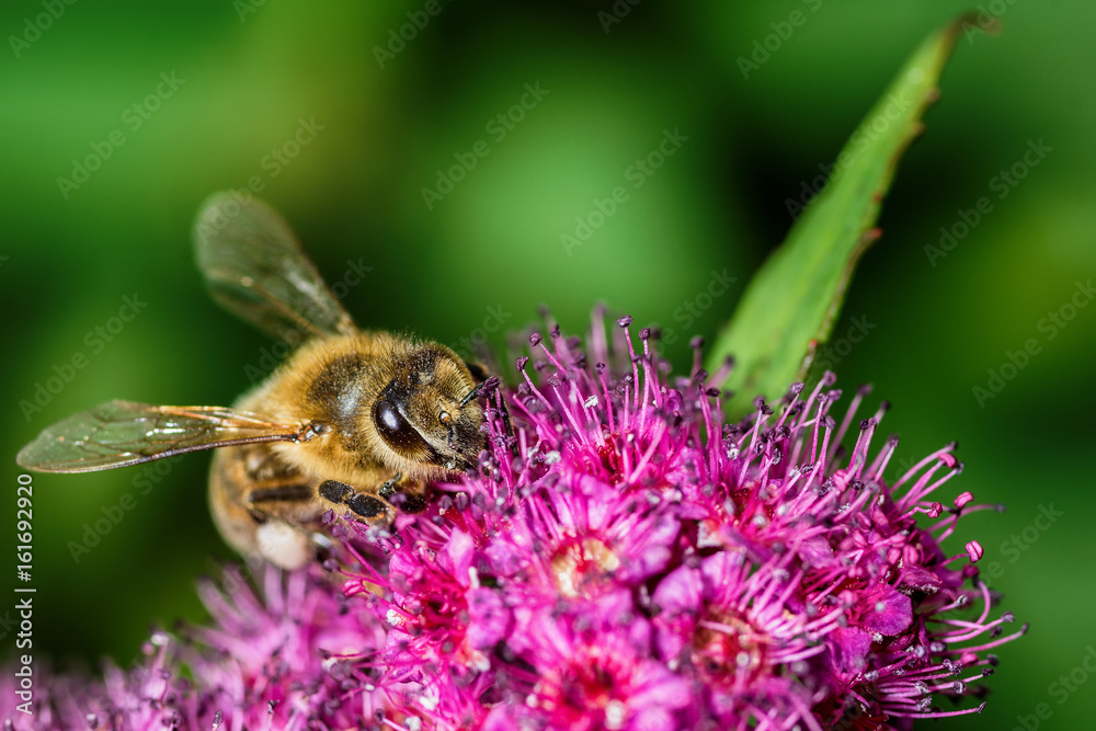 Bee gathering nectar Bee gathering nectar