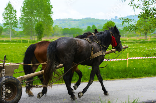 A couple of horses harnessed in a cart on a country road