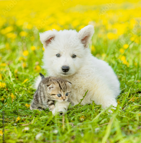 Cat and dog lying together on a dandelion field