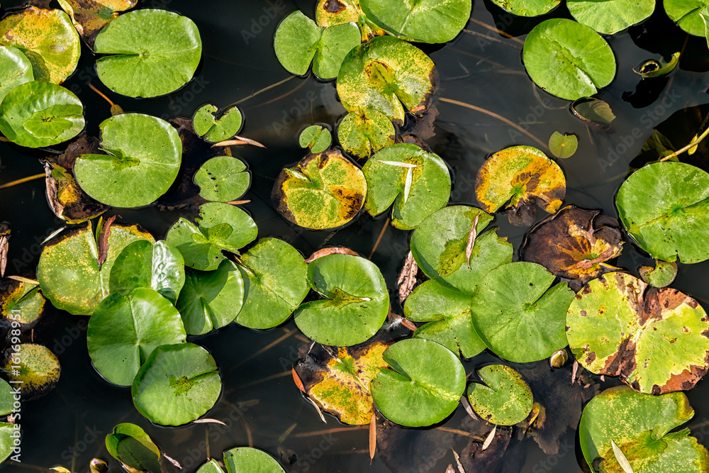 Lotus Flower Pads in Akita in Northern Japan Lotus Flower Pads in Akita in Northern Japan