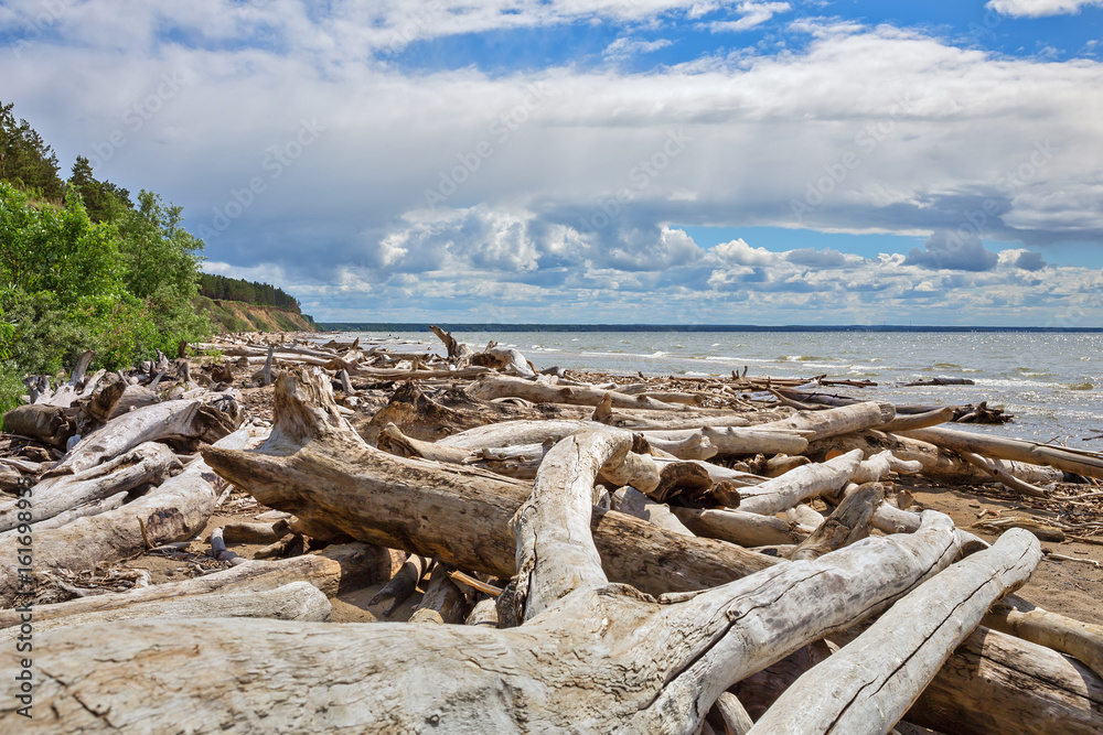 The accumulation of drift wood on the shore of the Ob reservoir