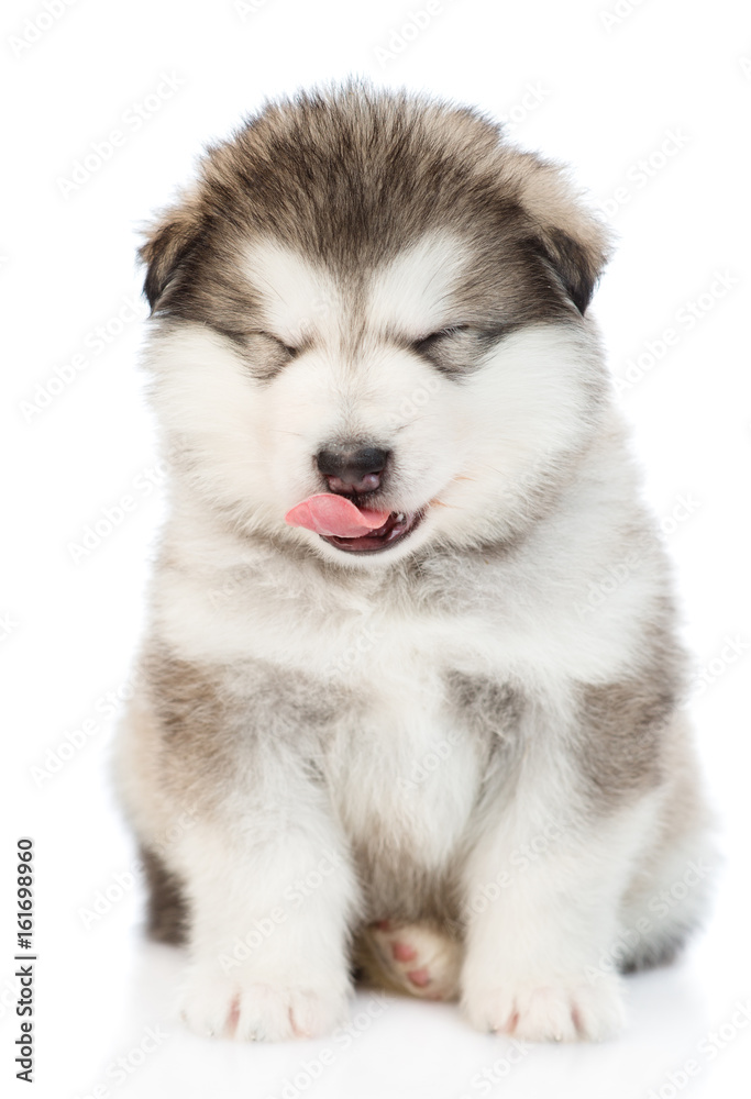 Puppy is licking his lips. isolated on white background