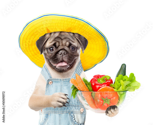 Funny puppy farmer with vegetables. isolated on white background © Ermolaev Alexandr