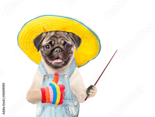 Funny puppy farmer with summer hat and pointing stick points to an empty space and showing thumbs up. isolated on white background © Ermolaev Alexandr