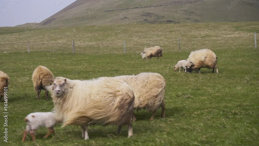 Sheeps on a windy Westman islands, Iceland Sheeps on a windy Westman islands, Iceland