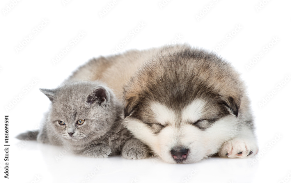 Fototapeta premium Kitten near the sleeping puppy. isolated on white background