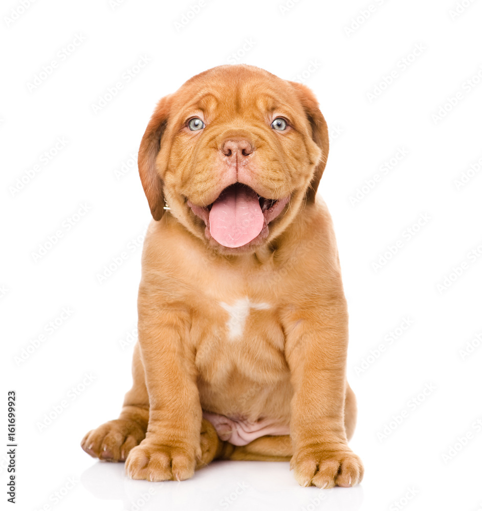 Bordeaux puppy dog sitting in front. isolated on white background