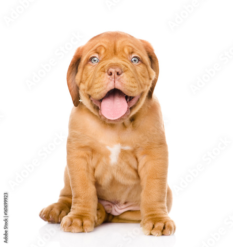 Fotografia Bordeaux puppy dog sitting in front. isolated on white background