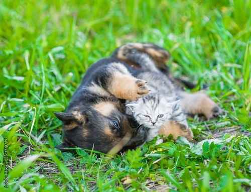 Puppy playing with tiny kitten on green grass