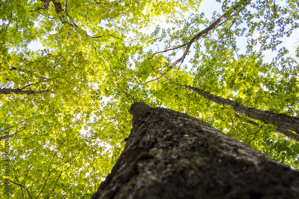 Fototapeta premium Vibrant spring trees with green leaves from below. Quebec, Canada.