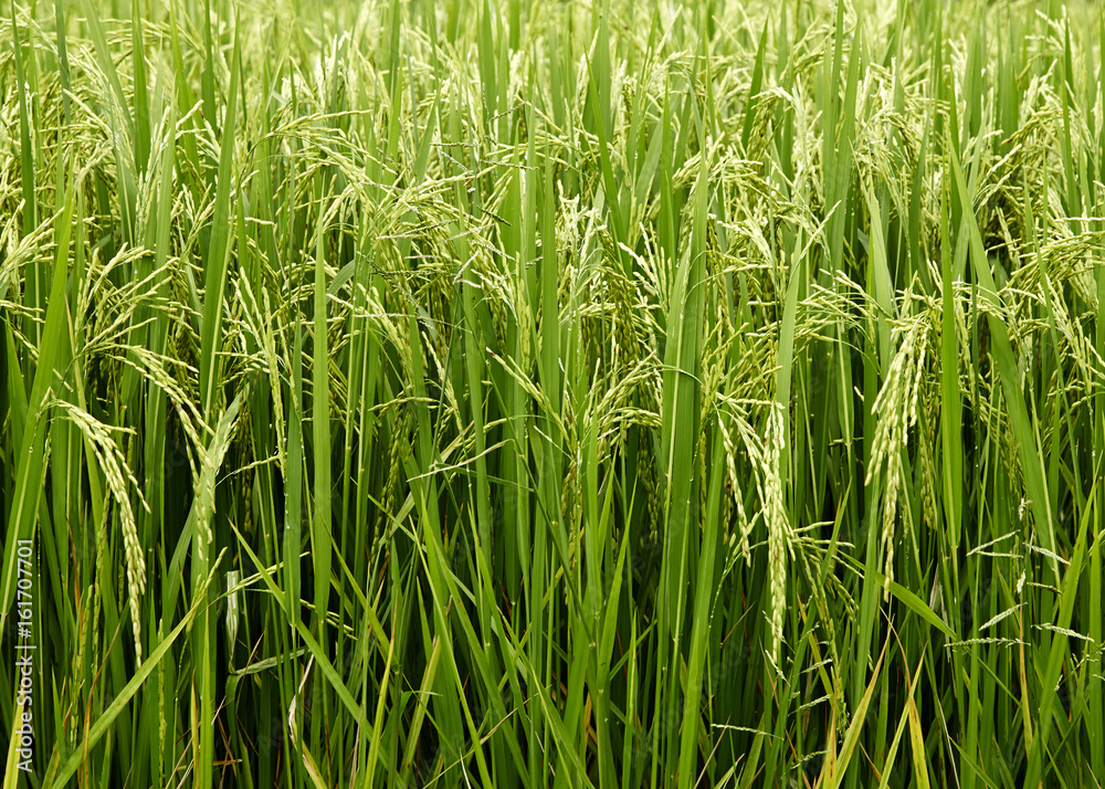 Jasmine Rice field Jasmine Rice field