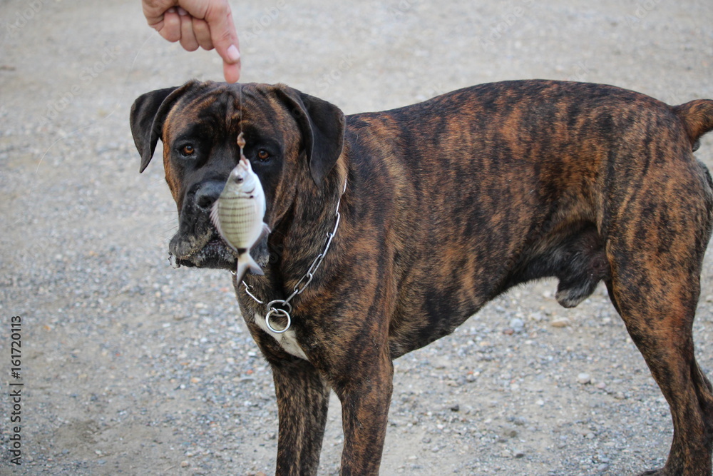 chien avec un poisson pêché cane corso chien avec un poisson pêché cane corso