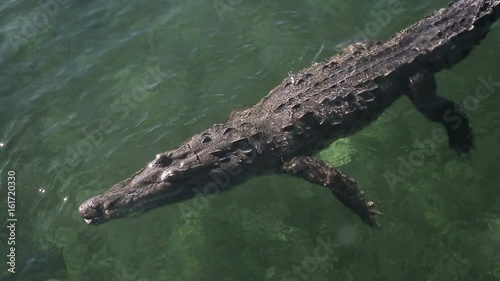 Cuban saltwater crocodile