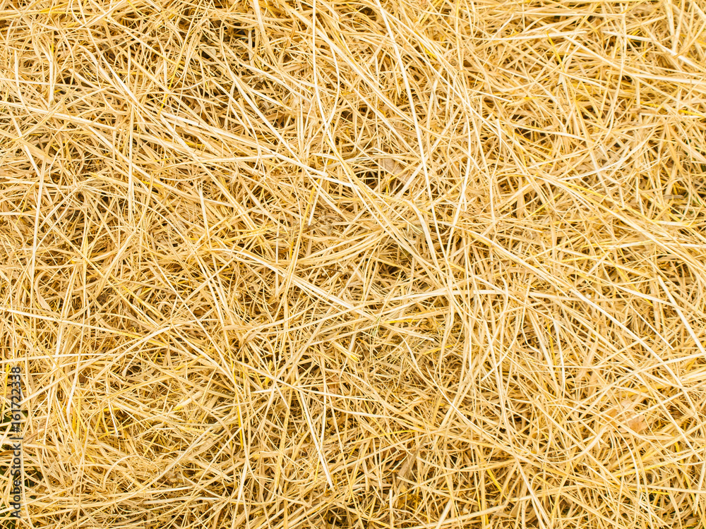 Pattern of rice straw. Top view of natural. texture background for design with copy space for text or image.